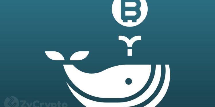 Whales Are “Gobbling Up” Bitcoin Even With The Recent Market Slump
