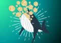 Bitcoin Whales Accumulate Aggressively As Price Slumps 20% in 3 Months